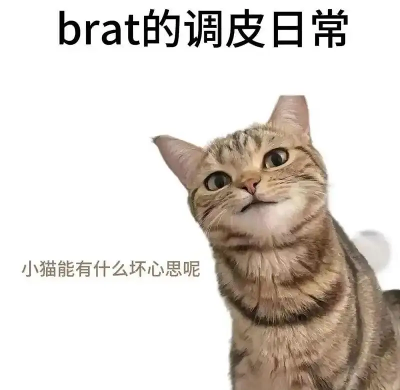 西檬之家字母圈K9犬系是什么? 一